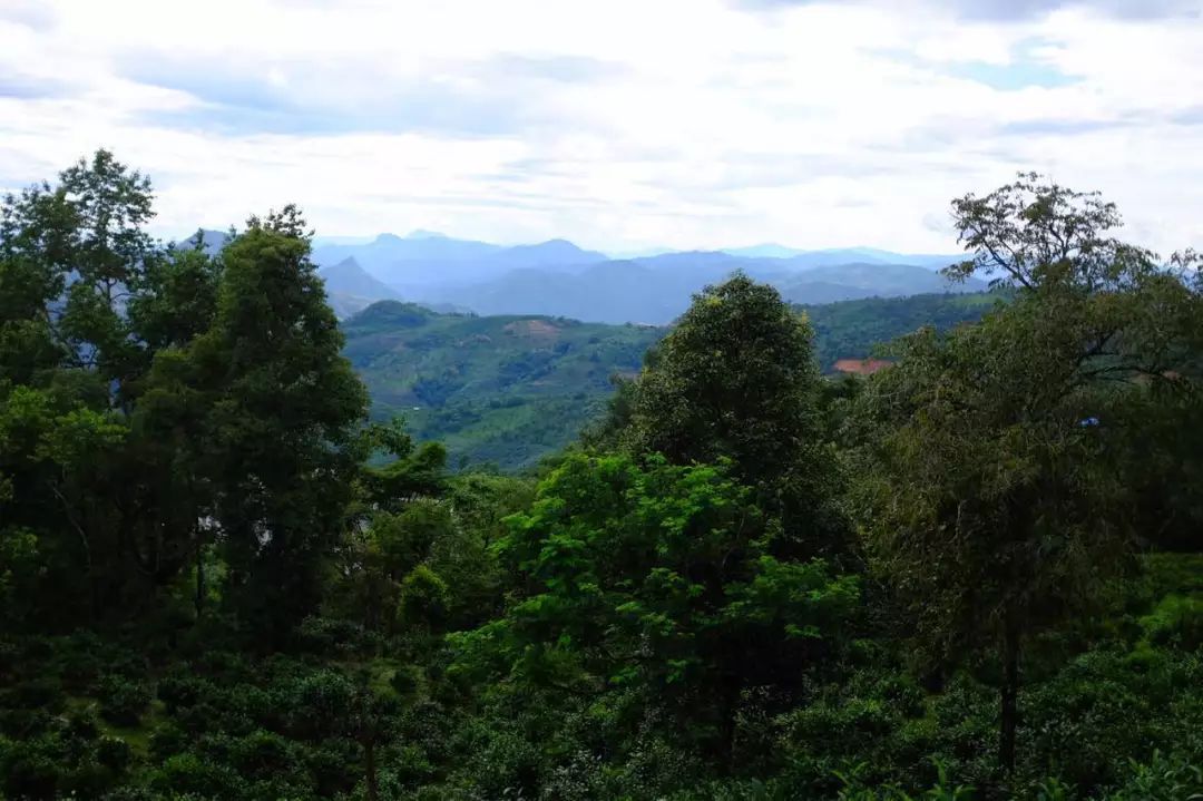 2022年景東祭茶祖 迎春茶，古樹春茶多少錢一公斤？