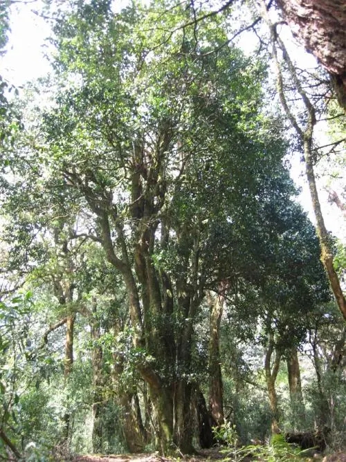 2022年鎮(zhèn)沅馬鄧古樹春茶價(jià)格是多少？