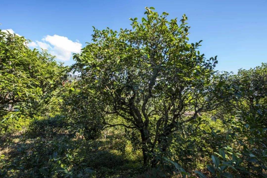 2022年鎮(zhèn)沅老海塘古樹春茶口感？