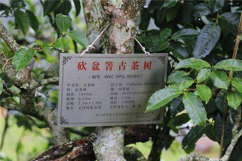 2022年鎮(zhèn)沅砍盆箐古樹春茶價格？