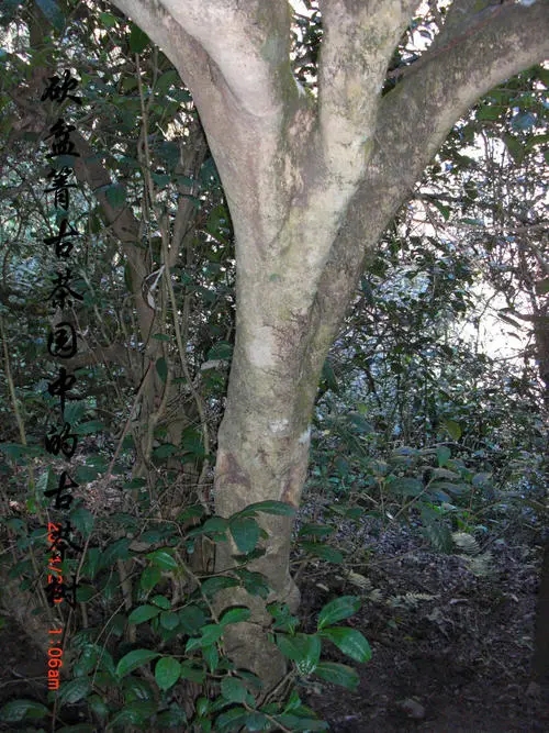 2022年鎮(zhèn)沅砍盆箐古樹春茶多少錢一公斤？