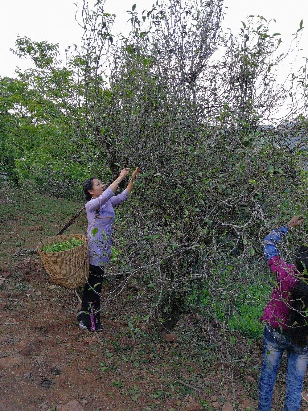 2022年鎮(zhèn)沅打筍山古樹(shù)春茶口感？