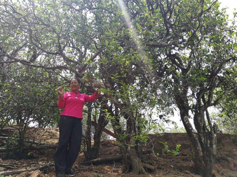 2022年鎮(zhèn)沅打筍山古樹(shù)春茶特點(diǎn)？