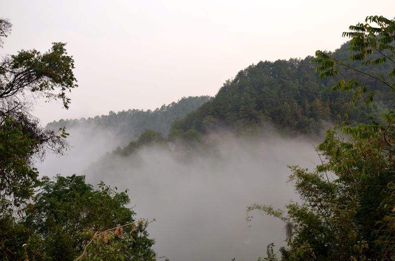 2022年鎮(zhèn)沅老烏山古樹春茶多少錢一公斤？