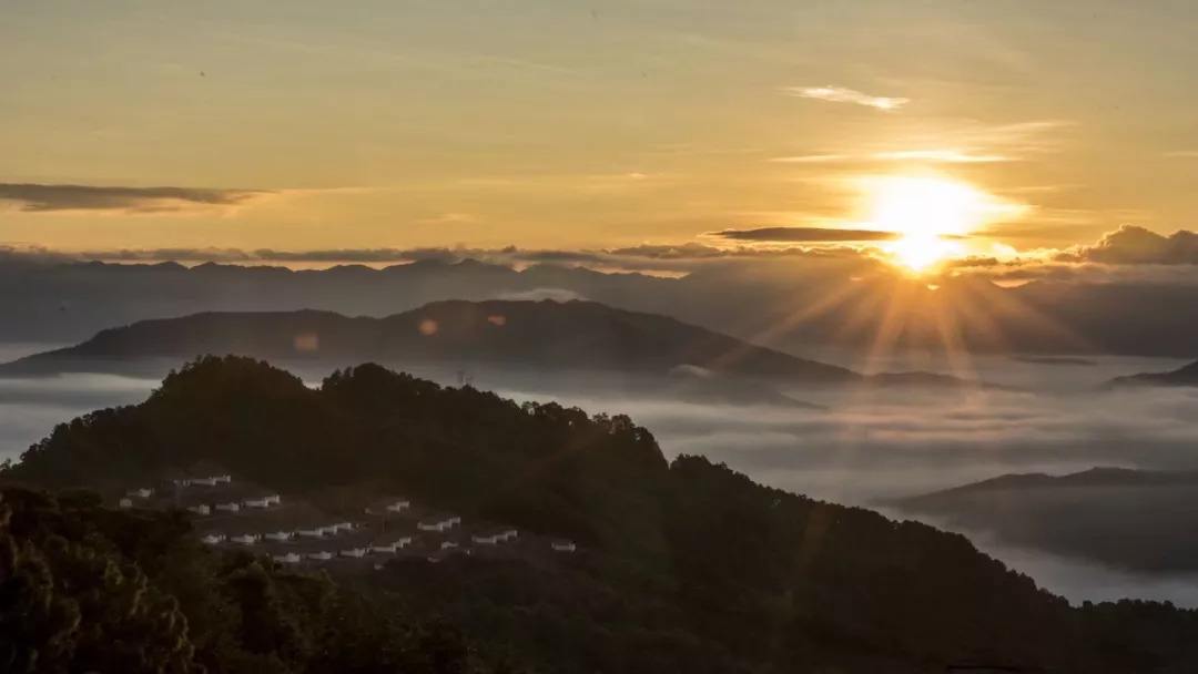 2022年別樣的味道，鎮(zhèn)沅老烏山古樹春茶