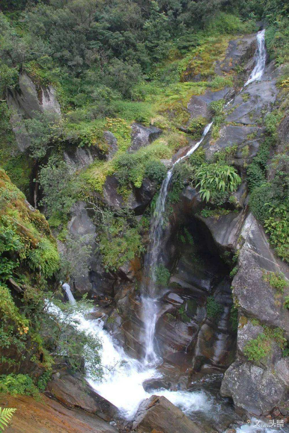 2022年鎮(zhèn)沅千家寨古樹春茶特點(diǎn)？