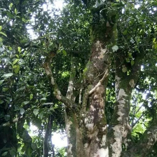 2022年鎮(zhèn)沅千家寨古樹春茶口感？