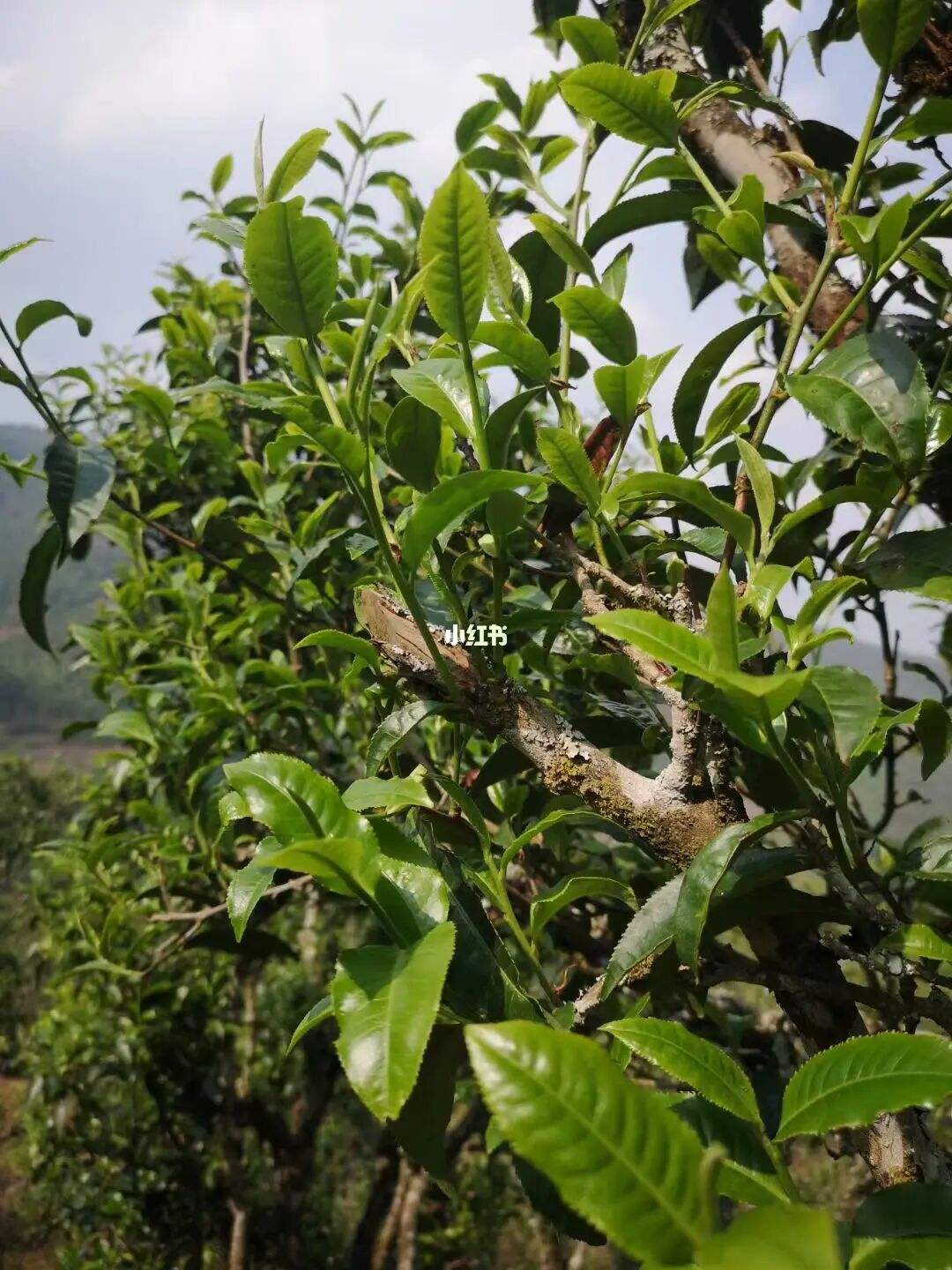 2022年寧洱擺尾箐古樹(shù)春茶口感？