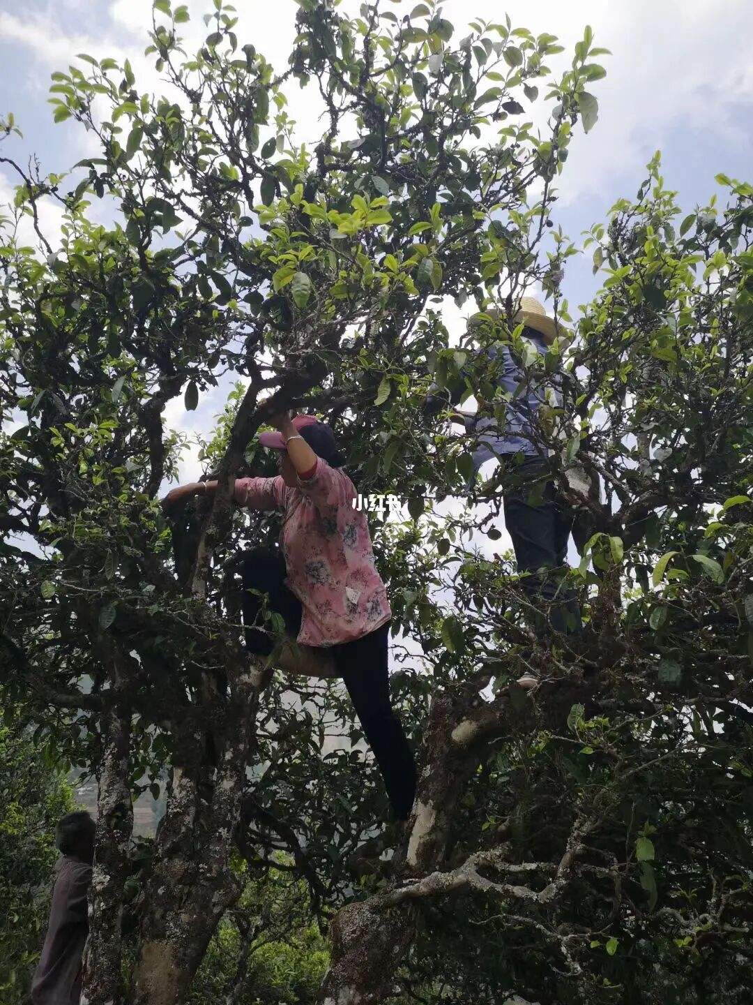 2022年寧洱擺尾箐古樹春茶特點(diǎn)？