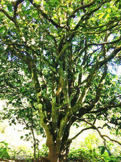 2022年這個(gè)春天，回到家鄉(xiāng)擺尾箐，與家人一起用心制茶！