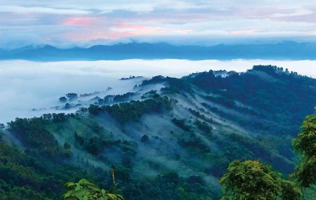 2022年景邁山古茶林為什么可以申遺？