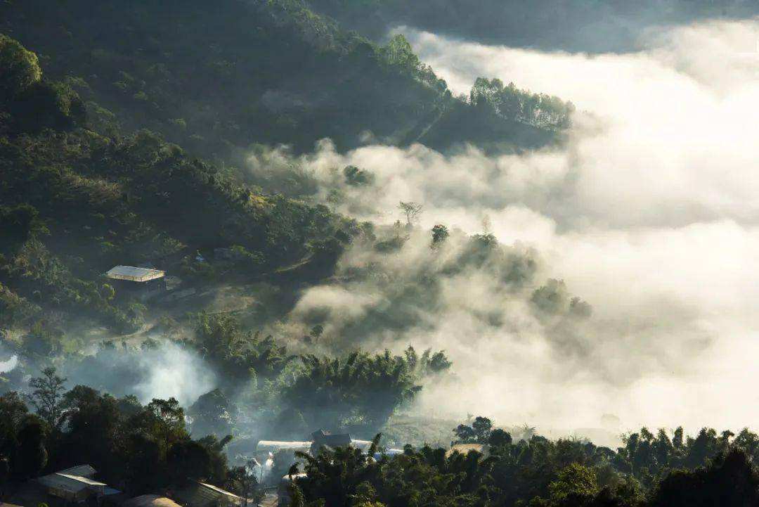 2022景邁山古樹春茶價(jià)格？