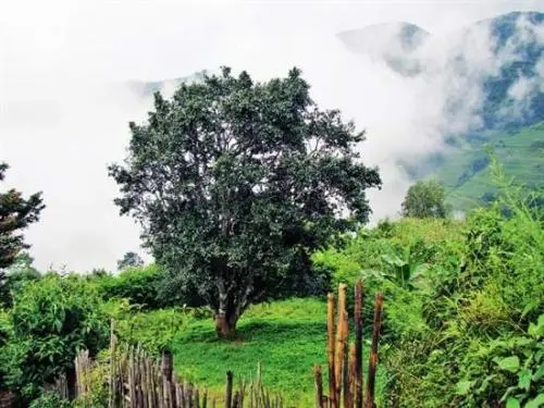 2022年邦威古樹春茶口感是什么？