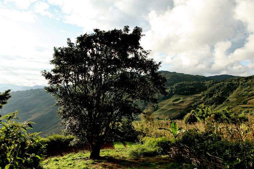 2022年邦崴古樹春茶特點(diǎn)？