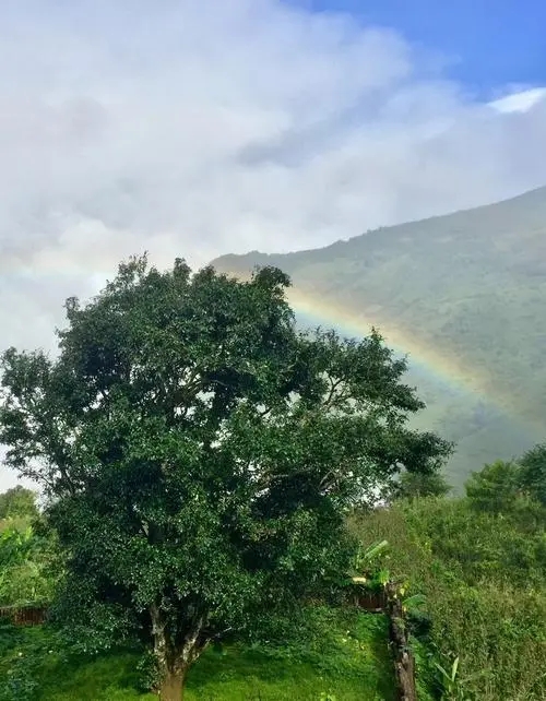 2022 年邦崴古樹春茶價(jià)格多少錢一公斤？