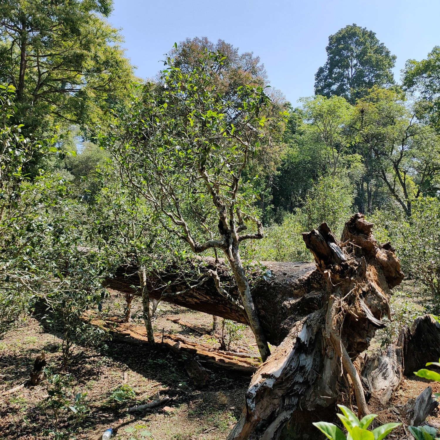 2022麻黑古樹春茶口感？
