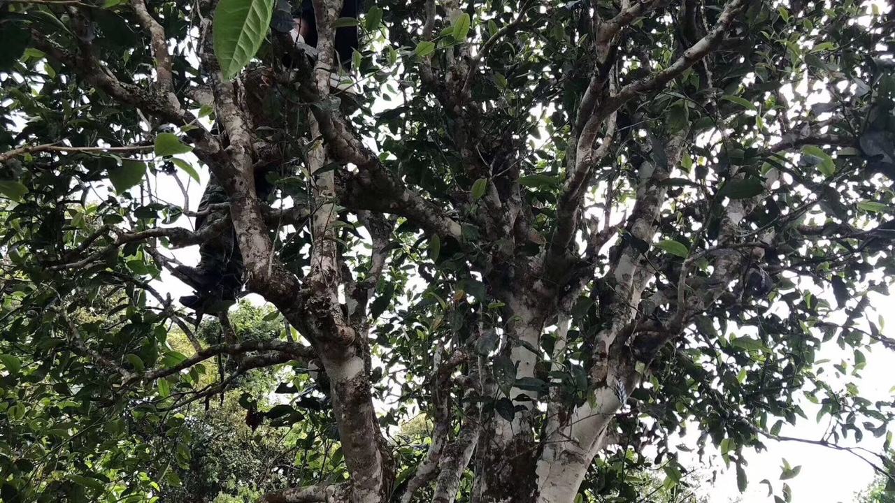 2022年麻黑古樹春茶價(jià)格？