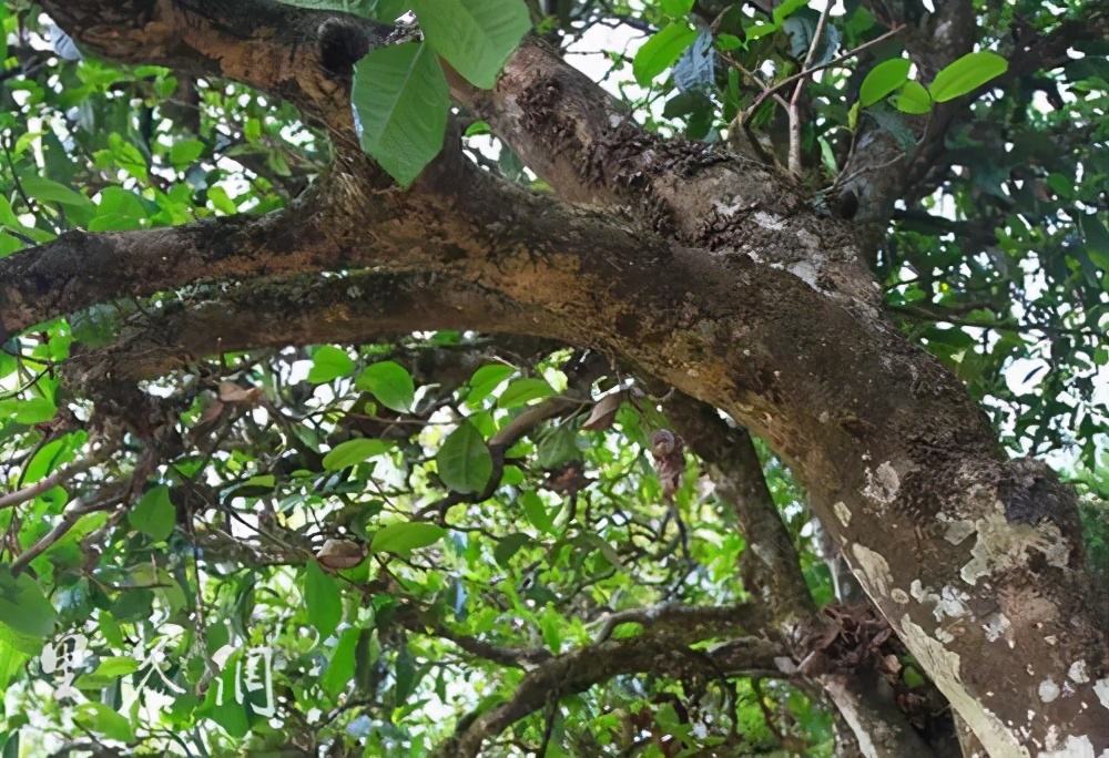 2022年繞開麻黑，你損失的將是半個(gè)易武