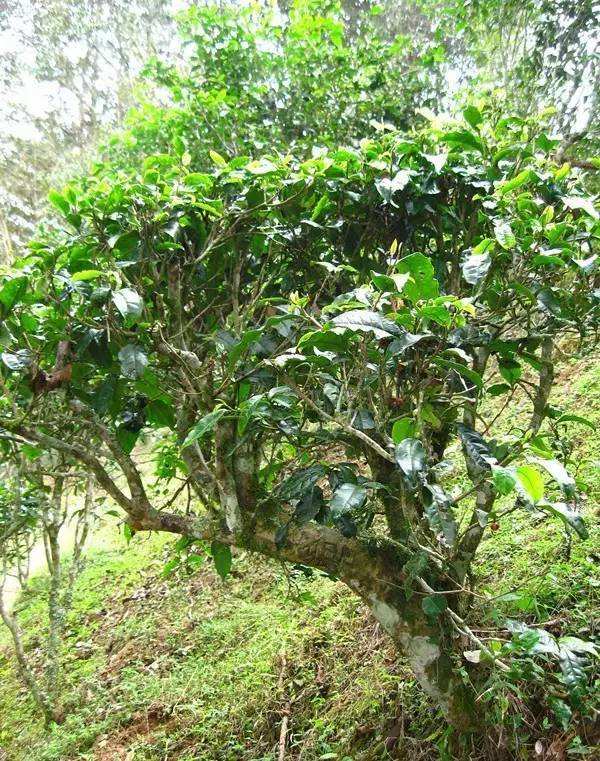 2022年落水洞古樹春茶——盞盛琥珀光，柔甜入人心