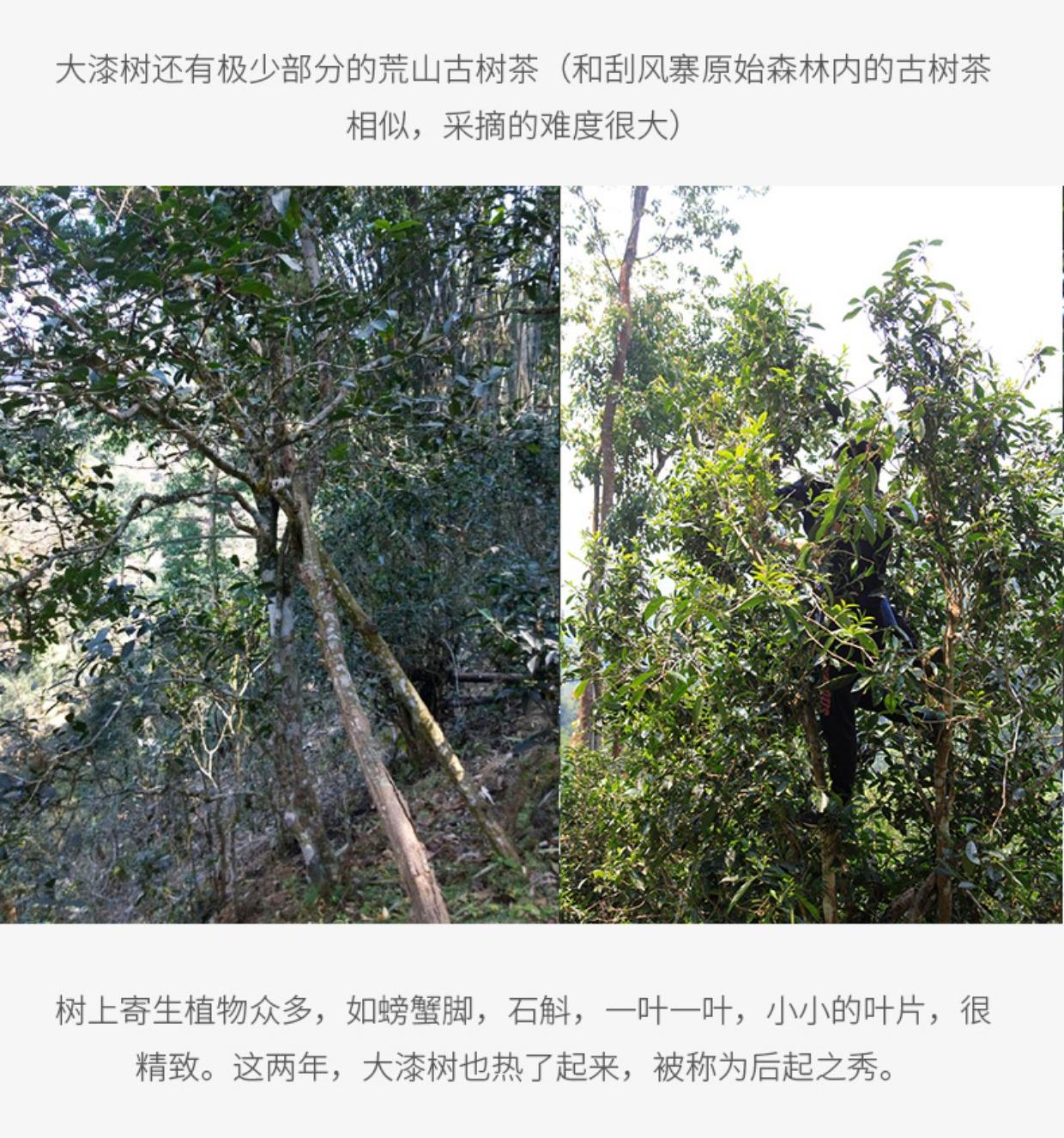 2022年大漆樹古樹春茶多少錢一公斤？