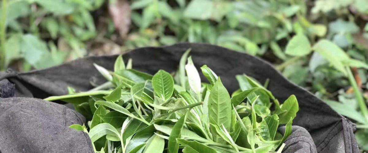 2022年白茶園古樹春茶口感？