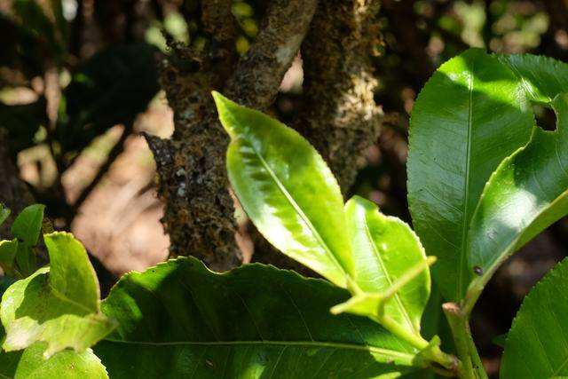 2022年白茶園古樹春茶價格？