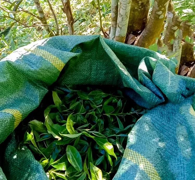 2022年鳳凰窩古樹春茶口感？