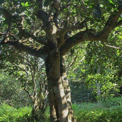 2022年鳳凰窩古樹春茶多少錢一公斤？