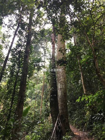 2022年刮風(fēng)寨茶王樹古樹春茶特點(diǎn)？