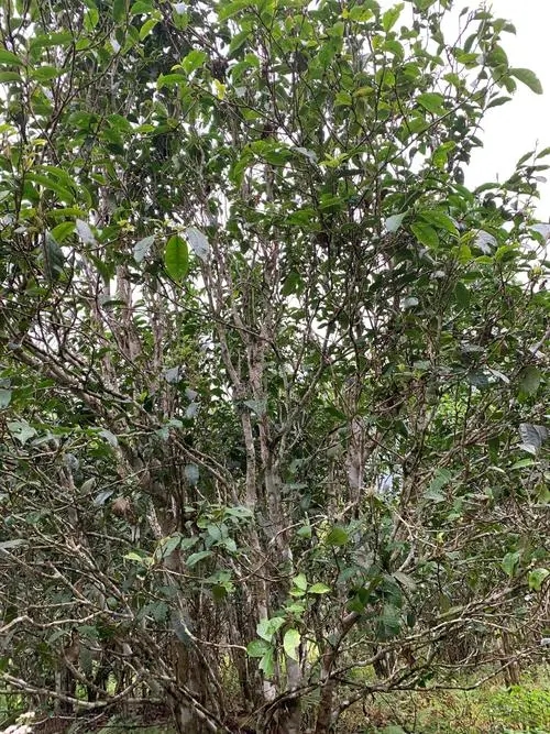 2022年刮風(fēng)寨茶王茶古樹春茶口感?