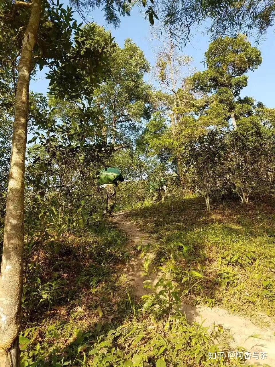 2022年刮風寨茶王樹古樹茶多少錢一公斤？