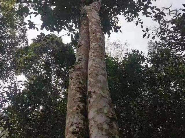 2022年冷水河古樹(shù)春茶口感？