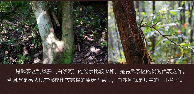 2022年白沙河古樹春茶口感？