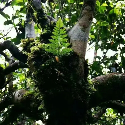 2022年黑水梁子古樹春茶價格？