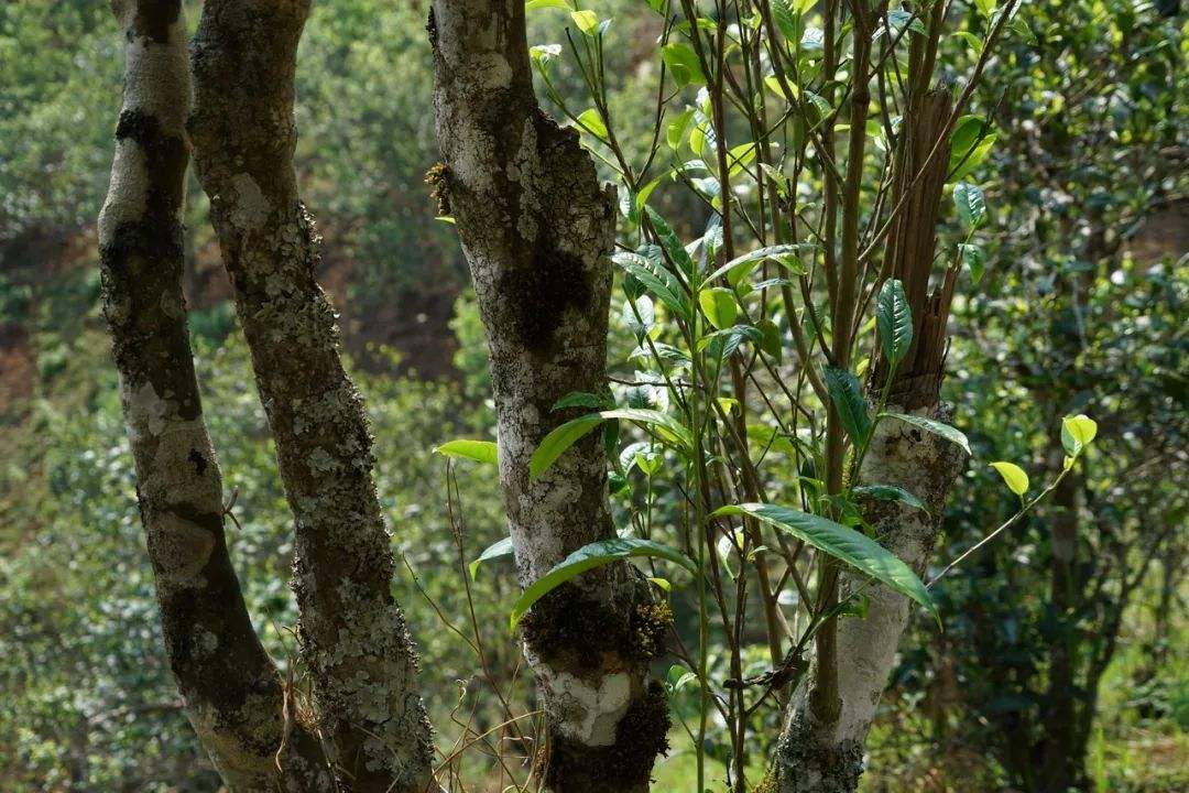 2022年刮風(fēng)寨茶坪古樹(shù)春茶特點(diǎn)？