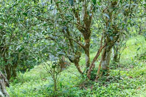 2022年刮風(fēng)寨茶坪古樹春茶口感？