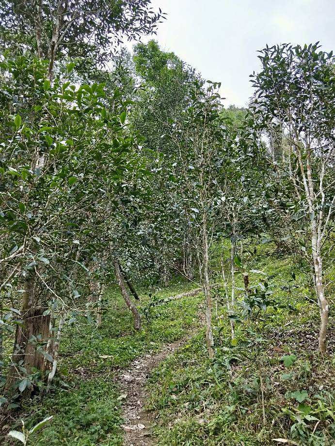 2022年多依樹古樹春茶特點(diǎn)？