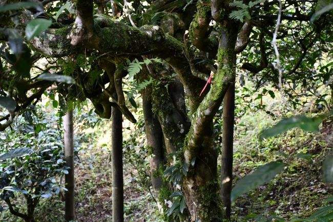 2022年多依樹古樹春茶多少錢一公斤？