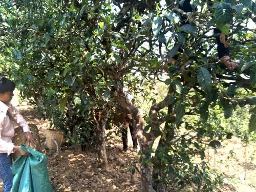 2022年易武張家灣古樹春茶特點(diǎn)？