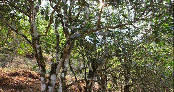 2022年易武張家灣古樹春茶口感？