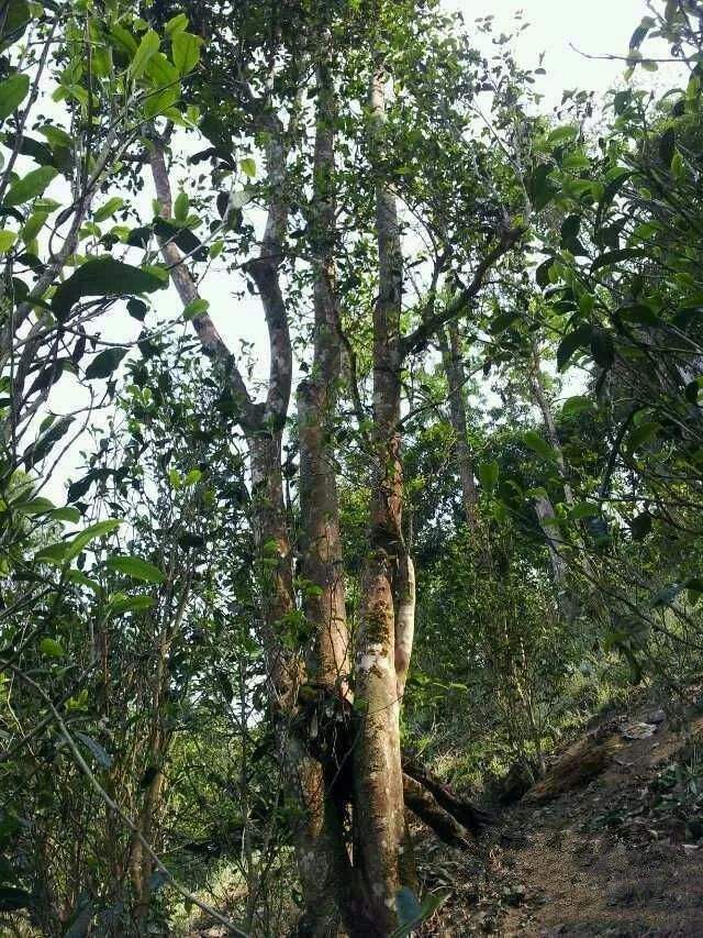 2022年一扇磨古樹春茶口感？