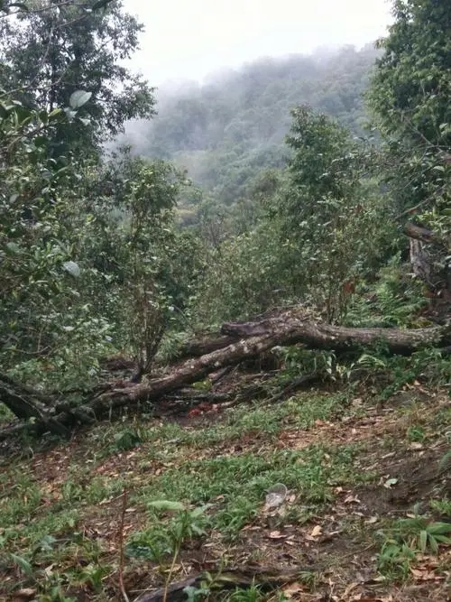 2022年一扇磨古樹春茶價(jià)格？