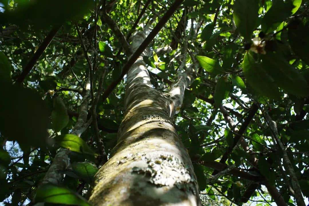 2022年香椿林古樹(shù)春茶口感？