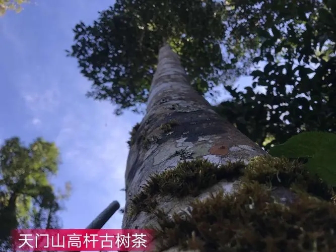 2022年天門(mén)山古樹(shù)春茶特點(diǎn)？