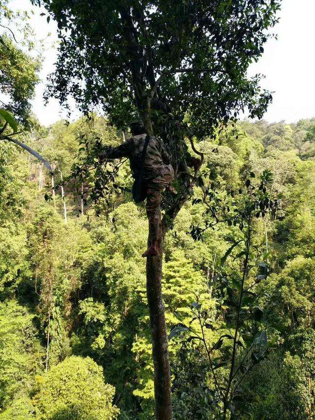 2022年天門(mén)山古樹(shù)春茶價(jià)格？