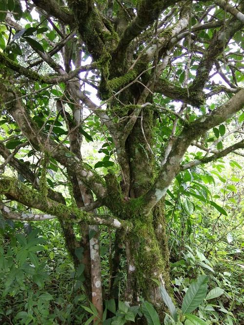 2022年高山寨古樹春茶口感？