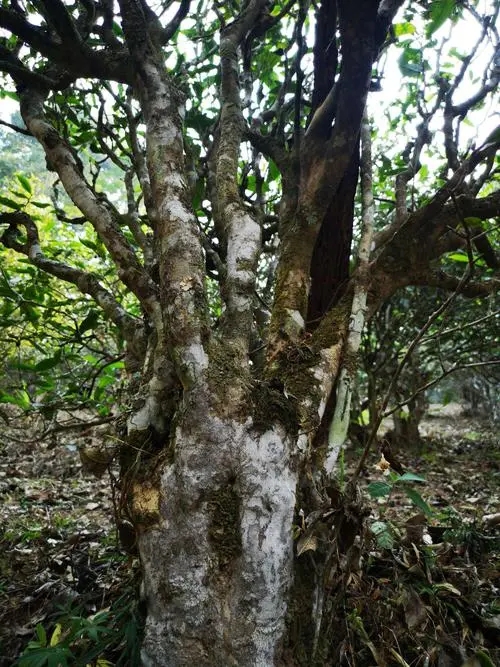 2022年高山寨古樹春茶價(jià)格？