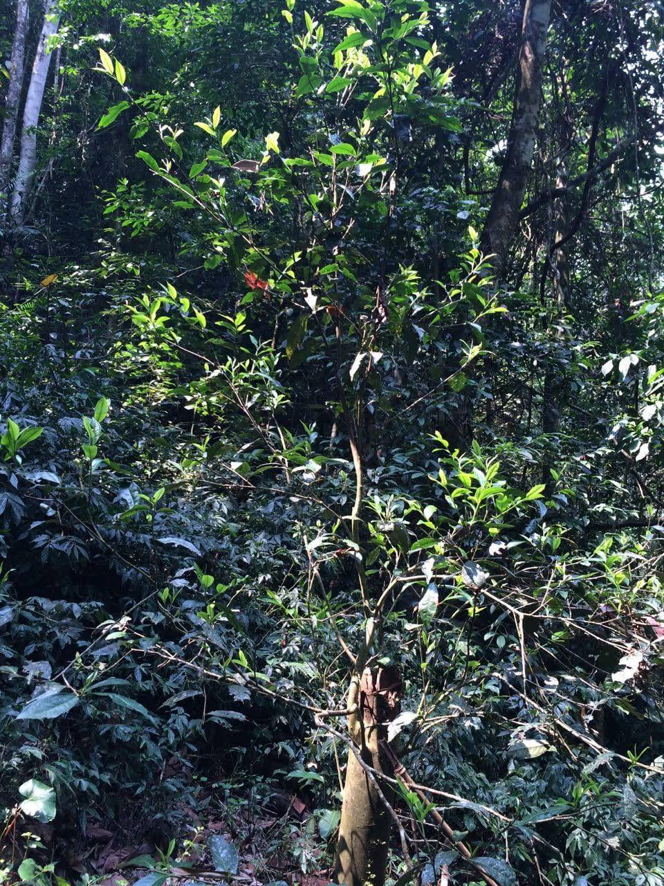 2022年高山寨古樹春茶多少錢一公斤？