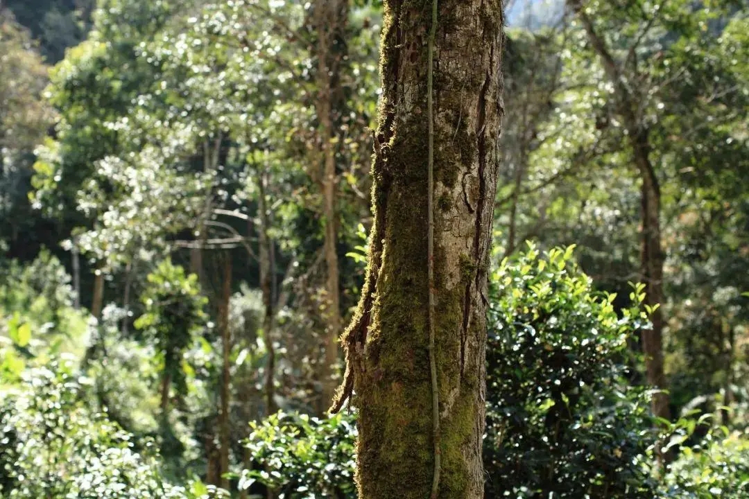 2022年百花潭古樹春茶口感？