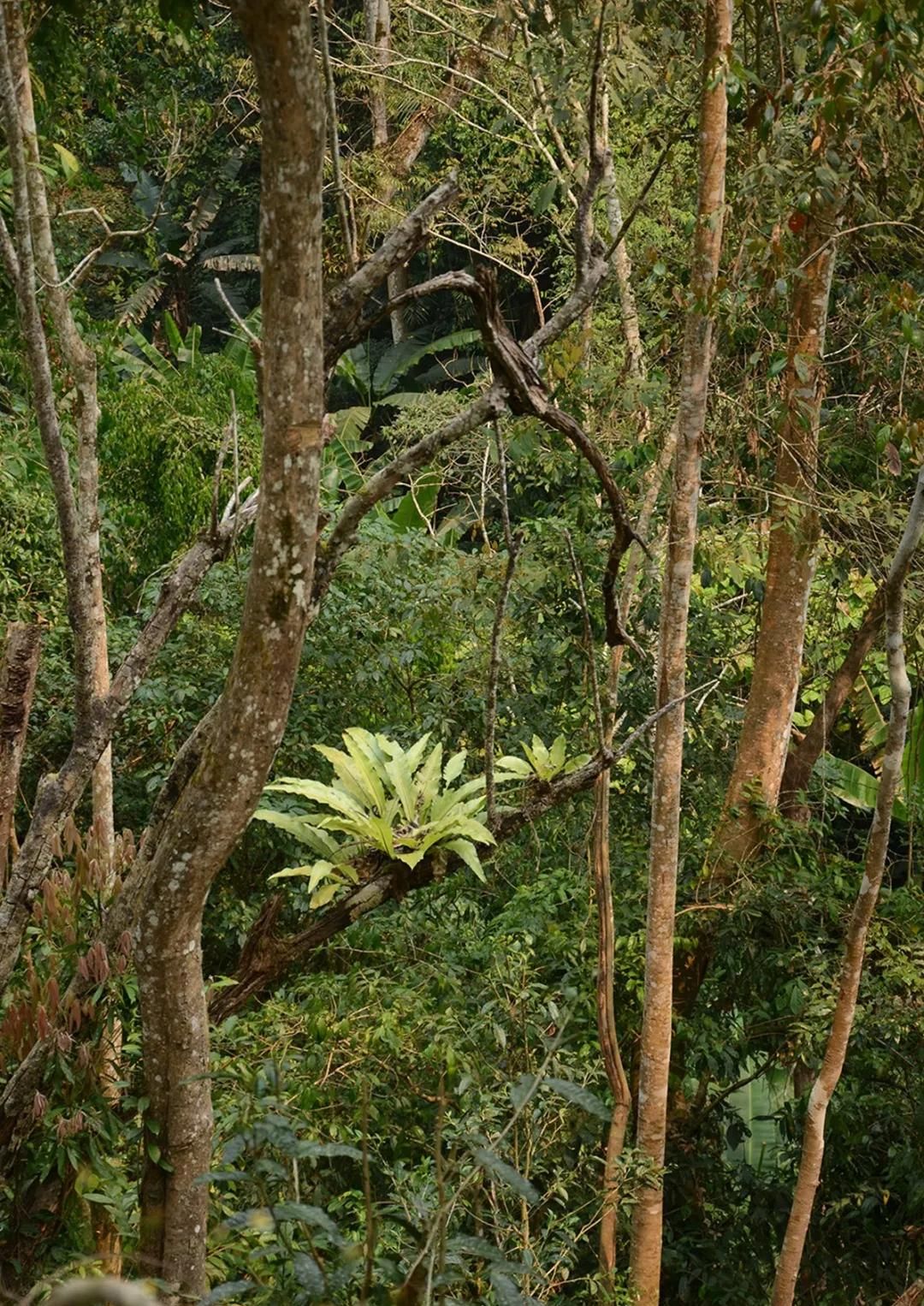 2022年百花潭古樹春茶多少錢一公斤？